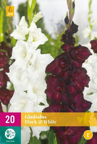 JUB Holland Gladiolus Black & White
