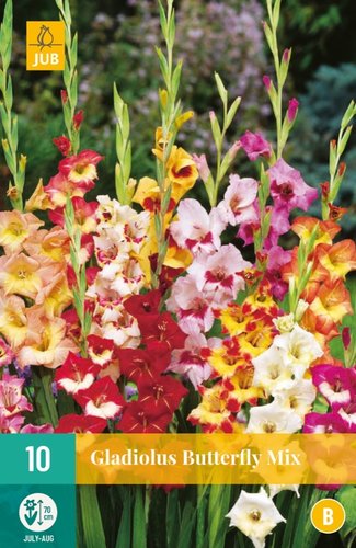 JUB Holland Gladiolus Butterfly Mix