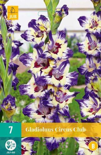 JUB Holland Gladiolus Circus Club