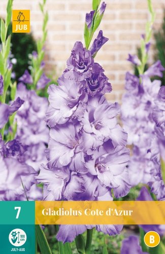 JUB Holland Gladiolus Cote D'azur