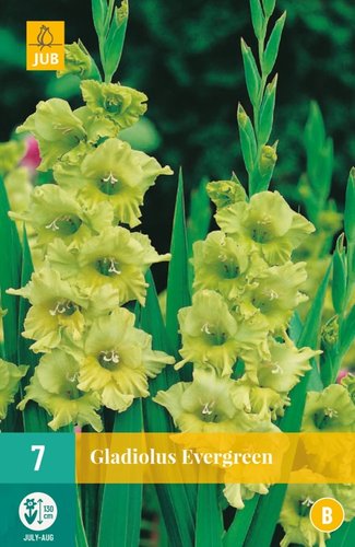 JUB Holland Gladiolus Evergreen