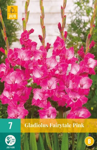 JUB Holland Gladiolus Fairytale Pink