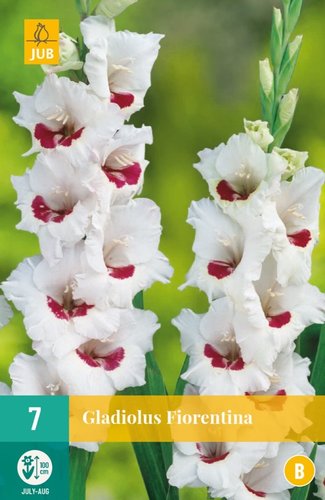 JUB Holland Gladiolus Fiorentina