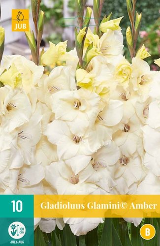 JUB Holland Gladiolus Glamini© Amber