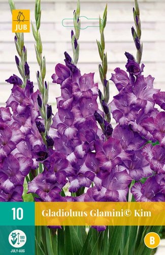 JUB Holland Gladiolus Glamini© Kim