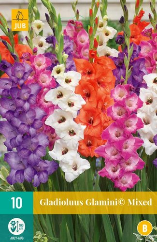 JUB Holland Gladiolus Glamini© Mix