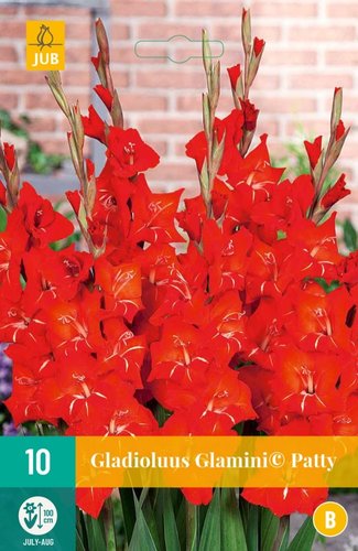JUB Holland Gladiolus Glamini© Patty