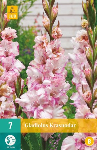 JUB Holland Gladiolus Krasnodar