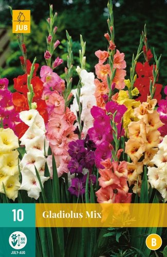 JUB Holland Gladiolus Mix