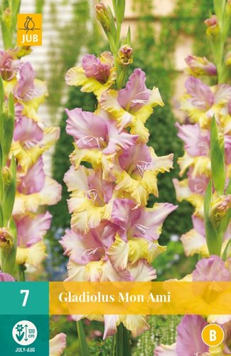 JUB Holland Gladiolus Mon Ami