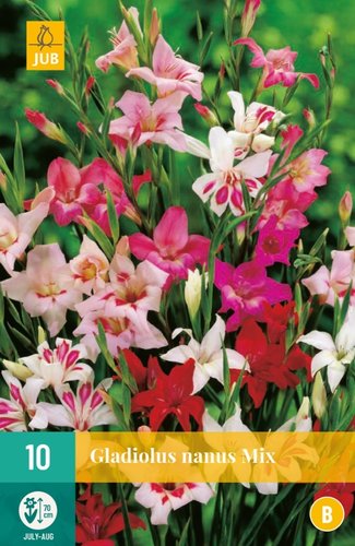 JUB Holland Gladiolus Nanus Mix