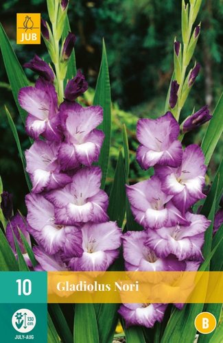 JUB Holland Gladiolus Nori