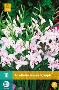 JUB Holland Gladiolus Nymph