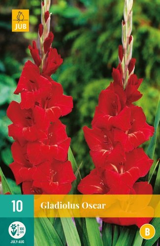 JUB Holland Gladiolus Oscar