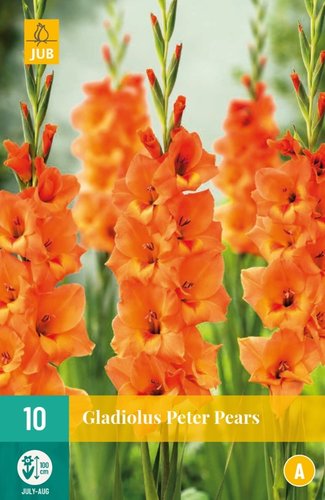 JUB Holland Gladiolus Peter Pears