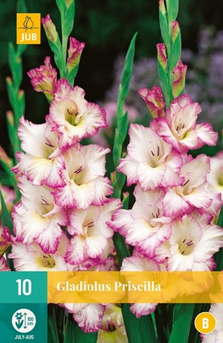 JUB Holland Gladiolus Priscilla