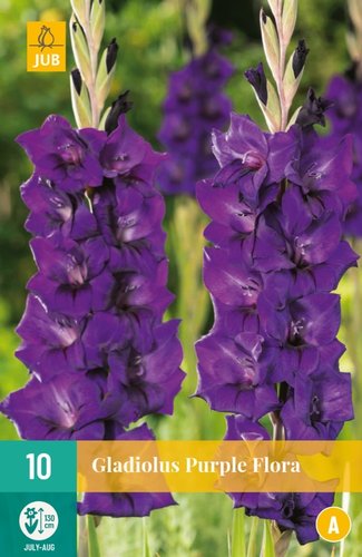 JUB Holland Gladiolus Purple Flora