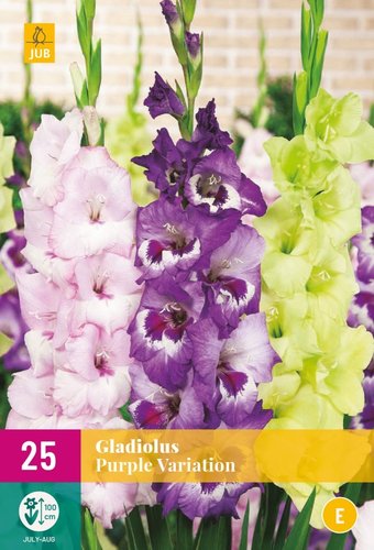 JUB Holland Gladiolus Purple Variation