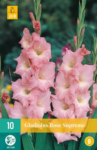 JUB Holland Gladiolus Rose Supreme