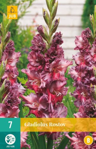 JUB Holland Gladiolus Rostov