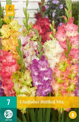 JUB Holland Gladiolus Ruffled Mix