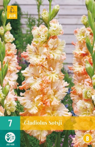 JUB Holland Gladiolus Sotsji