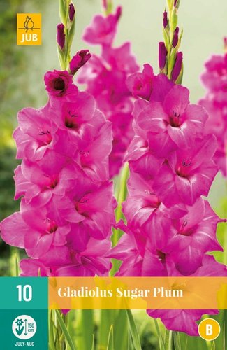 JUB Holland Gladiolus Sugar Plum