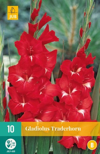 JUB Holland Gladiolus Traderhorn