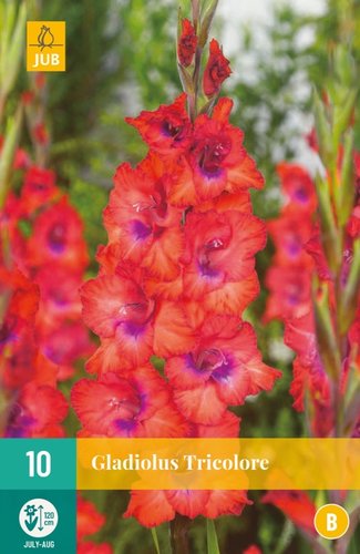 JUB Holland Gladiolus Tricolore