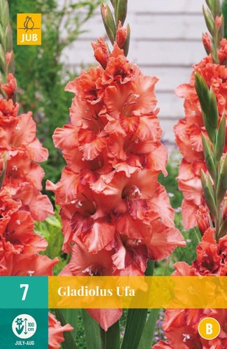 JUB Holland Gladiolus Ufa