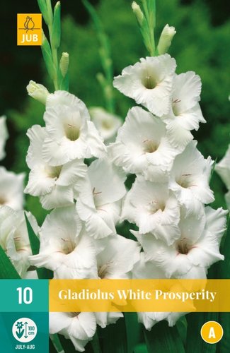 JUB Holland Gladiolus White Prosperity