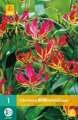 JUB Holland Gloriosa Rothschildiana