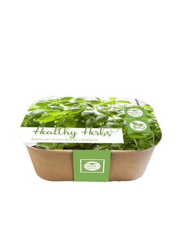 JUB Holland Healthy Herbs Box, Basilicum (Bio)