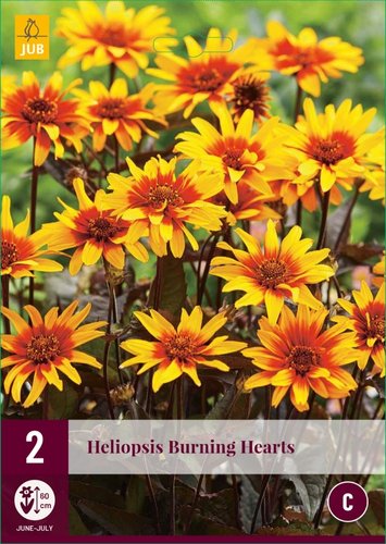 JUB Holland Heliopsis Burning Hearts