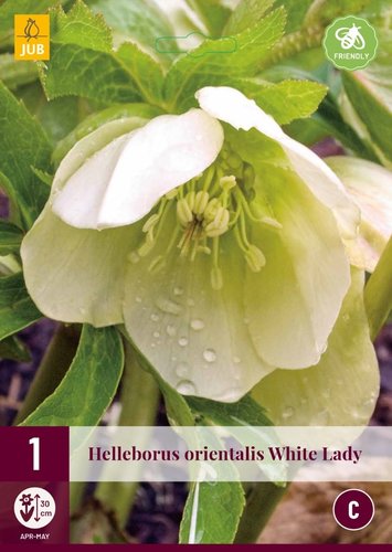 JUB Holland Helleborus Orientalis White Lady