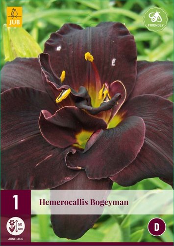 JUB Holland Hemerocallis Bogeyman
