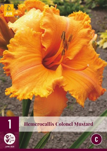 JUB Holland Hemerocallis Colonel Mustard