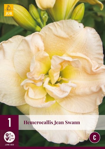JUB Holland Hemerocallis Jean Swann
