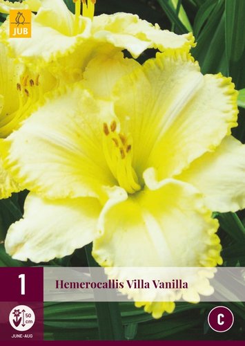 JUB Holland Hemerocallis Villa Vanilla