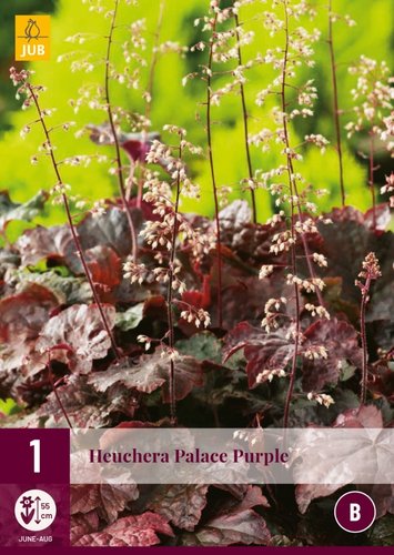 JUB Holland Heuchera Palace Purple