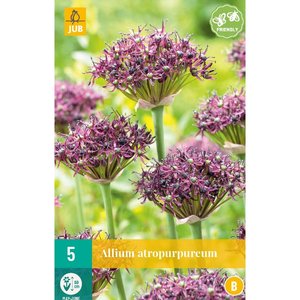JUB Holland Allium atropurpureum