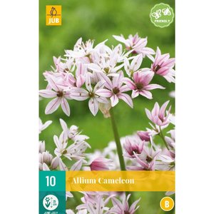 JUB Holland Allium Cameleon