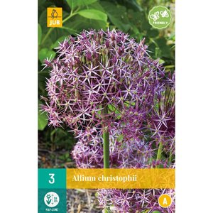 JUB Holland Allium christophii
