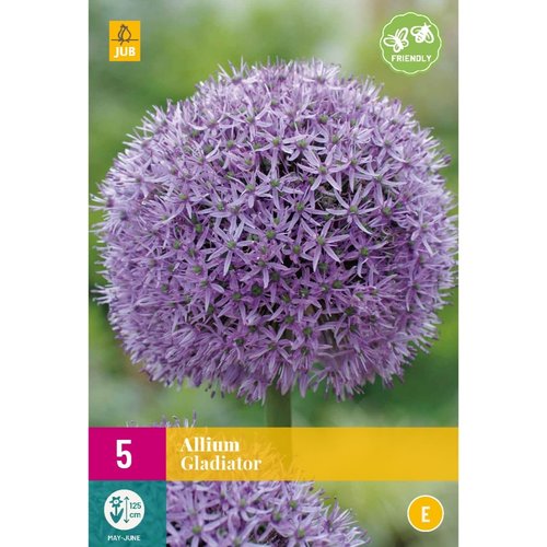 JUB Holland Allium Gladiator