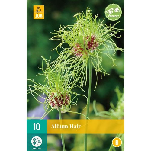 JUB Holland Allium Hair