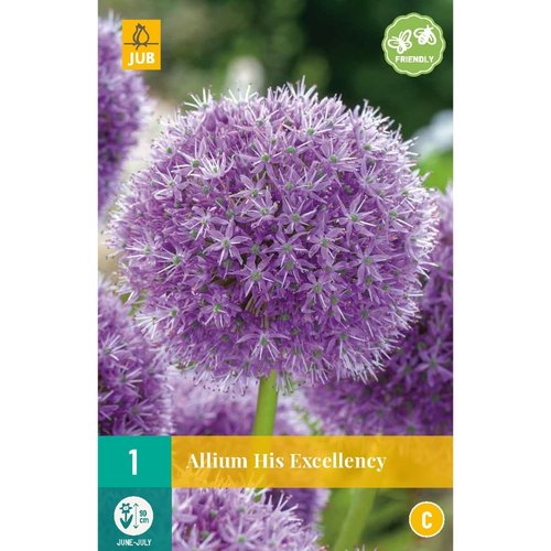 JUB Holland Allium His Excellency
