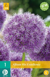 JUB Holland Allium His Excellency