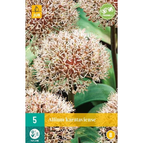 JUB Holland Allium karataviense
