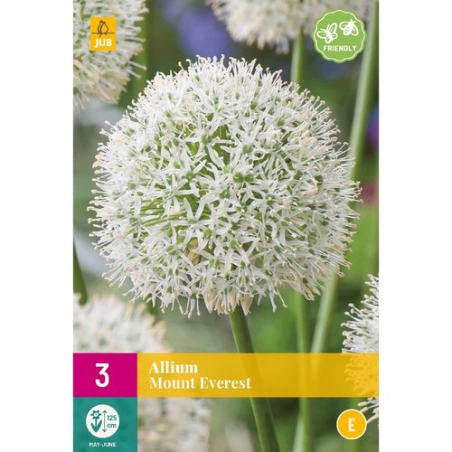 JUB Holland Allium Mount Everest