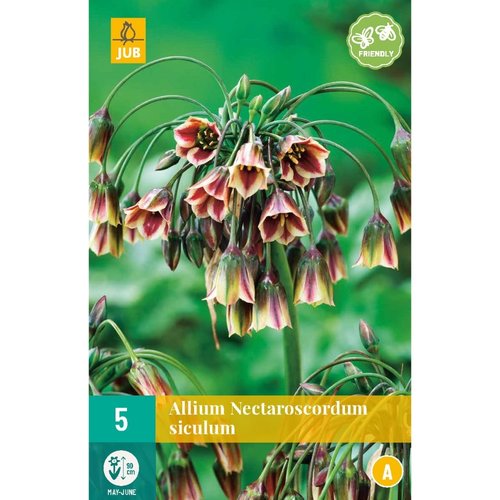 JUB Holland Allium (nectaroscodum) siculum